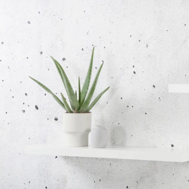 Duraline Floating Shelf XL4 Push Fix White Lacquered 38mm 80x23,5cm - Image 5