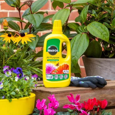 Miracle-Grow All Purpose Concentrated Liquid Plant Food 800ML - Image 2