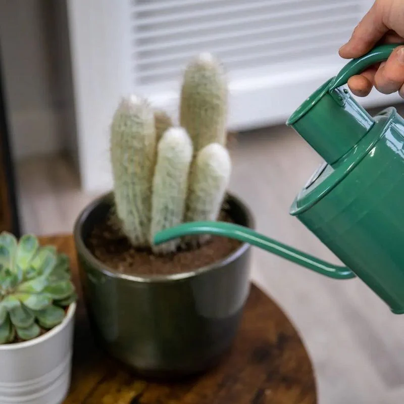 Westland Cacti & Succulent Feed Concentrate - Image 3