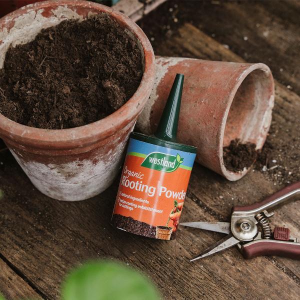 Westland Organic Rooting Powder 100g - Image 2